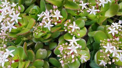 Why is my jade plant drooping? 7 common causes and solutions