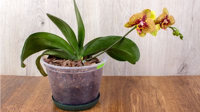 How to make your own orchid potting mix – a quick, quality recipe