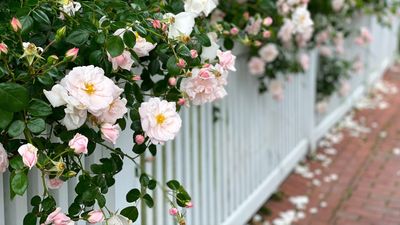 7 Plants to Prune in October — Do This Now for Double the Blooms in Spring