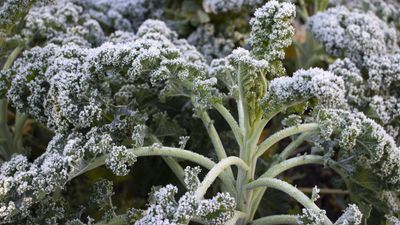 10 of the best vegetables to overwinter – for bountiful, homegrown harvests throughout the colder months