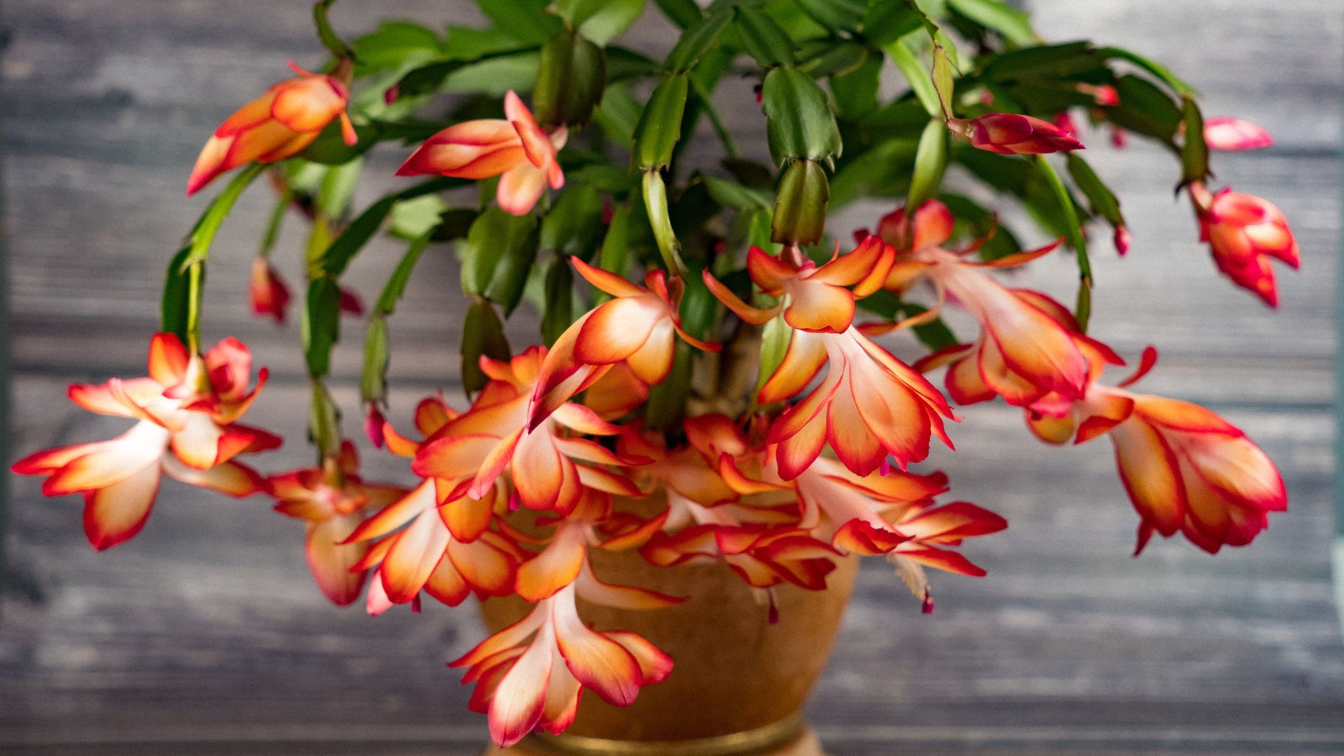 Why is My Christmas Cactus Not Blooming? 4 Reasons…
