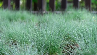 How to grow blue fescue grass – for an unusual plant with striking blue blades