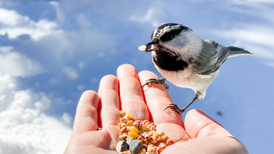 A vet reveals what not to feed wild birds (some of these will surprise you!)