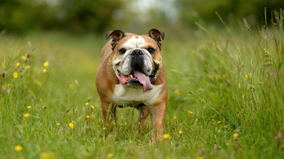 English bulldog: Breed profile