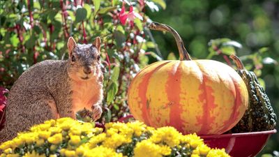 How to squirrel-proof your Halloween pumpkins — 5 tips to keep the pests away