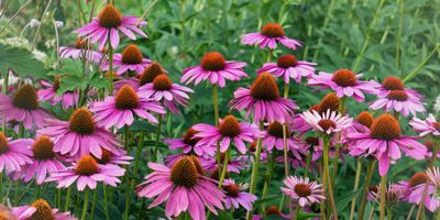 How to winterize coneflowers – and ensure they come back year after year