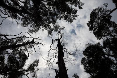 They are relics of the Gondwana age but five years after Australia’s black summer these trees are dying a ‘long, slow death’