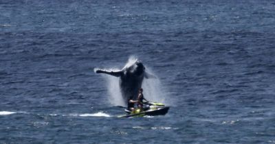 Whale appears to 'strike back' after jet ski harassment