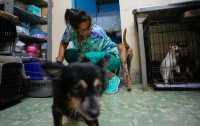 Cubans searching for a better future leave their pets behind