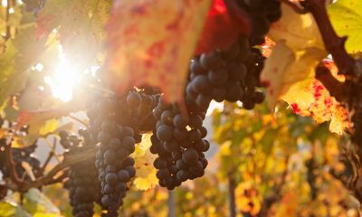 Autumnal red wines from the Rhône