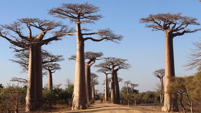 Meet the tiny tuft-tailed saviour of Madagascar's endangered baobabs