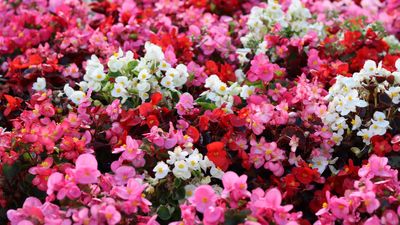 How to Overwinter Begonias — Do This to Help Your Blooms Survive the Frost