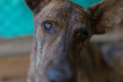 Cieco: A blind dog’s journey from Nabatieh to Beirut, fleeing Israeli bombs