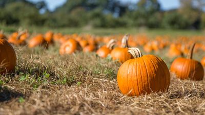 How to cure pumpkins successfully to give them the longest life