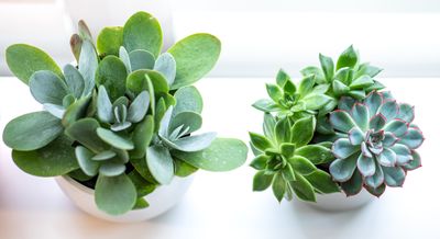 How to Make Dying Succulents Thrive Again — 7 Expert Ways to Rescue Your Plants