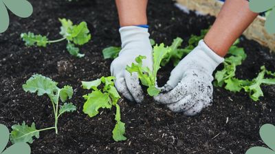 The vegetables you need to plant now to guarantee a bountiful harvest in time for Christmas