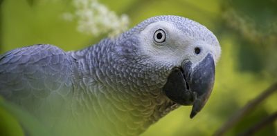 Does parrot farming protect wild species? Wildlife trade researchers review the evidence