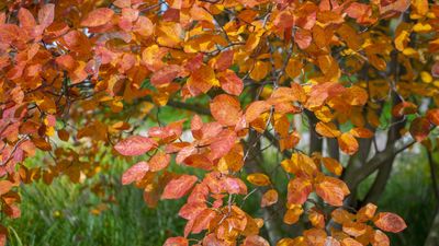 Native alternatives to Japanese maples – 5 North American trees for a spectacular fall display