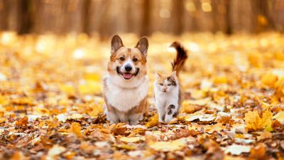 These 10 household items could harm your pets this fall – and number 6 is surprising!