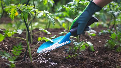 What does fertilizer do for plants? We reveal the reasons why feeding is vital