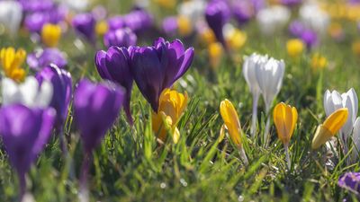 Best bulbs for naturalizing in a lawn: 11 easy to grow blooms for a gentle, everchanging haze of color