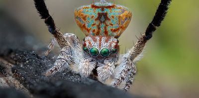 This beautiful peacock spider was only found two years ago. Now it could be dancing its last dance