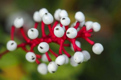 The spookiest plants for Halloween