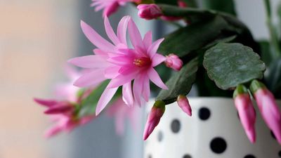 How to repot a Christmas cactus – simple tips from the experts, including when to do it