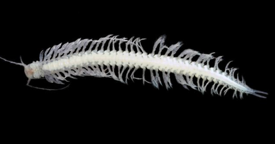 Venom from centipede-like creature found in Mayan caves could treat epilepsy and chronic pain