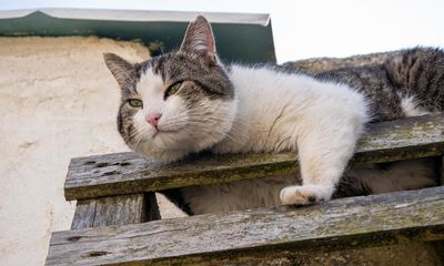 The pet I’ll never forget: Chelsea the cat, who sent one last message from beyond the grave