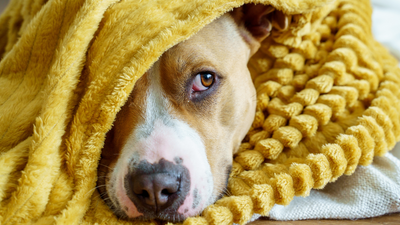 Do dogs get cold? How cold is too cold for dogs in winter