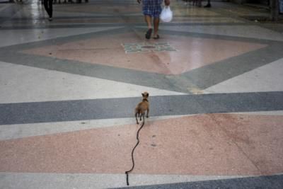 Cuba Faces Rise In Abandoned Pets Amid Migration