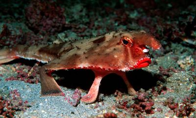 A red-lipped batfish: is there anything creepier?