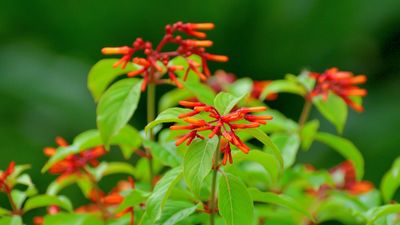 How to grow firebush plants – for a native shrub that hummingbirds adore