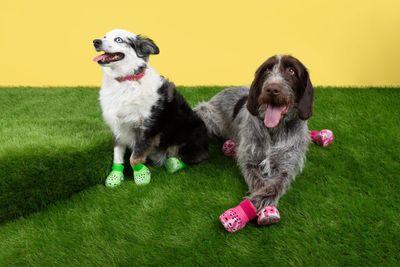 There are now Crocs for your dog. Really