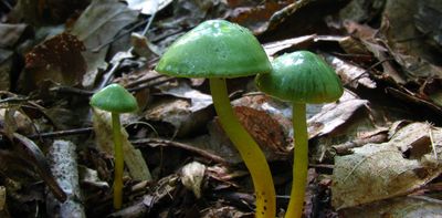 Why autumn 2024 is your best chance to see lots of weird and wonderful fungi