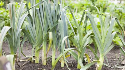 How and when to fertilize leeks – plus expert tips for the best feeds to use