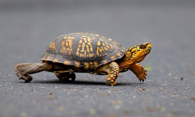 Woman pleads guilty over attempt to smuggle turtles by kayak into Canada