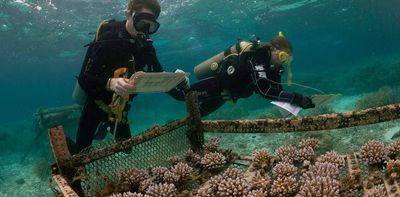 We’ve bred corals to better tolerate lethal heatwaves, but rapid climate action is still needed to save reefs