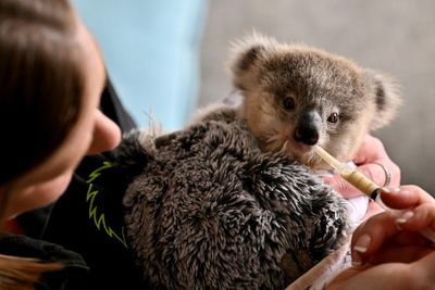 Cars, Chlamydia Threaten Australian Koalas