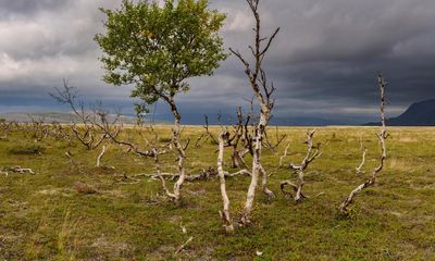 What happens to the world if forests stop absorbing carbon? Ask Finland