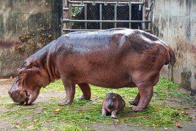 Hippo calf born in Si Sa Ket zoo