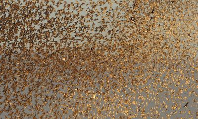 Country diary: The magic and mayhem of a sky full of waders