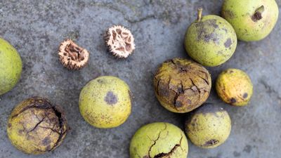 How to harvest black walnuts – discover the right way to get this tough nut to crack