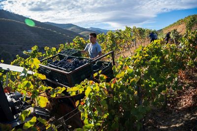 Falling Sales Cause Sour Grapes For Iconic Portugal Wine