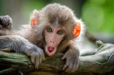 Monkey Medical Mystery: Nine Deaths In Hong Kong Zoo