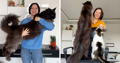 At 3 Feet Tall, This Cat Can Casually Grab Food From The Countertop Without Even Jumping