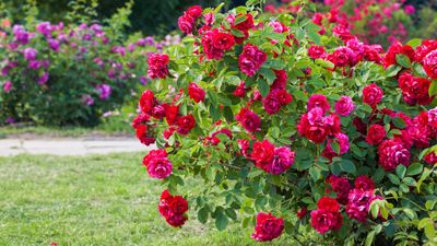 How to Winterize Roses — Simple Steps to Protect These Radiant Flowers From the Cold