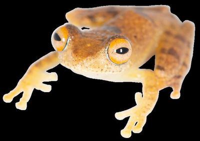 Mysterious new frog species found to croak like ‘Star Trek’ special effects