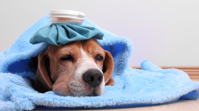 Can dogs get a cold or flu?